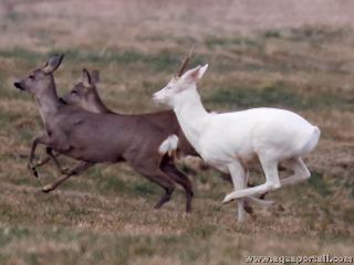Chevreuil mle albinos (Capreolus capreolus)