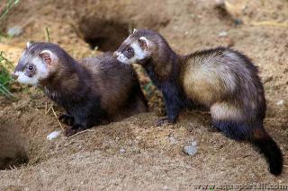 Couple de putois Mustela putorius