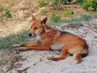 Un dingo au repos (Canis lupus dingo)