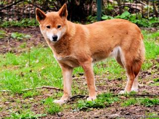 Un dingo (Canis lupus dingo)