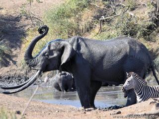 Un lphant de savane (Loxodonta africana) dans un point d'eau