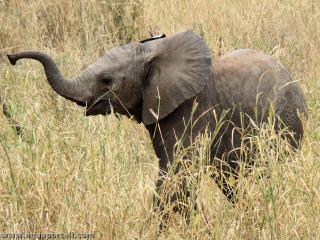 lphanteau Loxodonta africana dans la savane