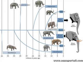 volution des lphants Proboscidiens