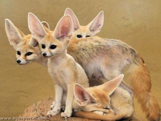 Famille de fennecs Vulpes zerda