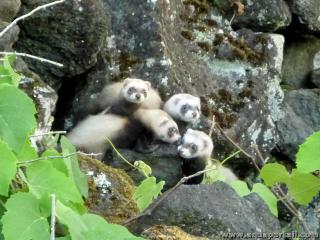 Familia de hurones jvenes Mustela furo