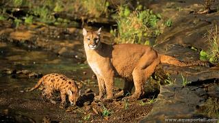 Famille Puma concolor (mre et jeune)