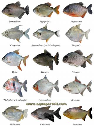 Illustration des genres formant la famille Serrasalmidae