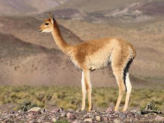 Une vigogne femelle (Vicugna vicugna)