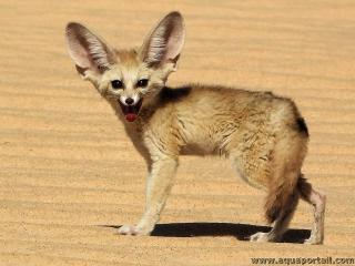 Fennec Vulpes zerda dans le dsert