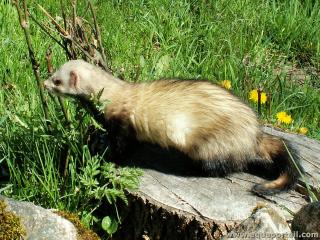 Un hurn domstico Mustela furo en estado salvaje