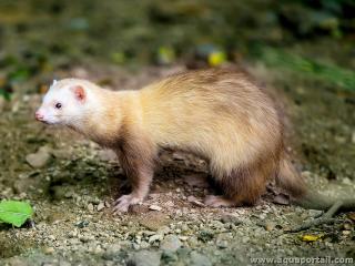 Furet Mustela furo con cabeza blanche