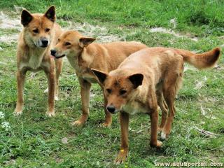 Groupe de 3 dingos