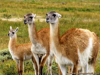 Un groupe de trois guanacos (Lama guanicoe)
