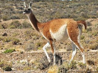 Un guanaco Lama guanicoe dans l'Altiplano