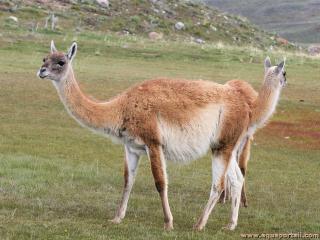 Deux guanacos Lama guanicoe
