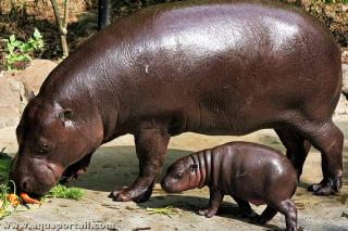 Choeropsis (especie Choeropsis liberiensis)