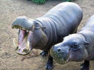 Deux hippopotames pygmes Choeropsis liberiensis