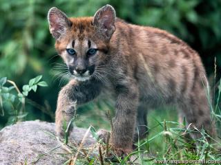 Jeune cougar Puma concolor