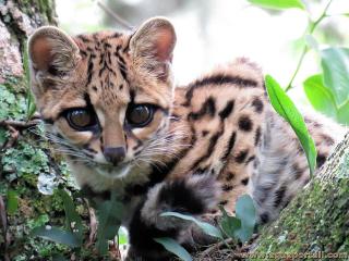 Jeune margay