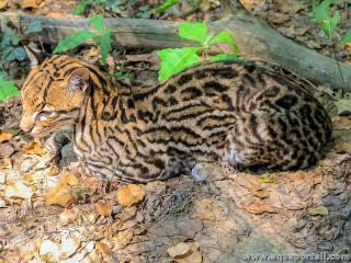 Ocelot juvnile Leopardus pardalis