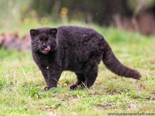 Kodkod noir mlanique Leopardus guigna