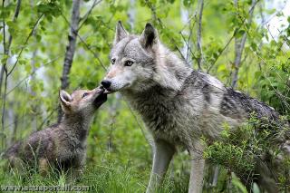 Loup gris : femelle (louve) et jeune (louveteau) Canis lupus lupus