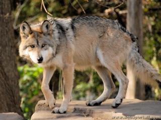 Loup gris mle (Canis lupus lupus)