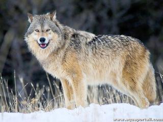 Un loup gris Canis lupus lupus dans la neige