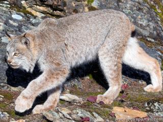 Un lynx du Canada (Lynx canadensis)