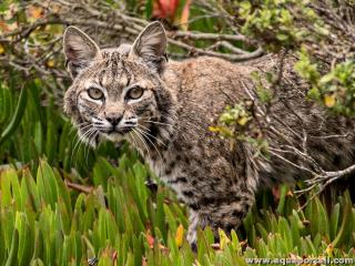 Lynx roux amricain, Lynx rufus