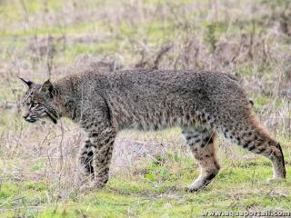 Lynx roux (Lynx rufus)