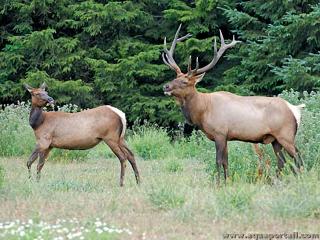 Femelle et mle wapiti (Cervus canadensis)