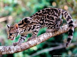 Margay Leopardus wiedii