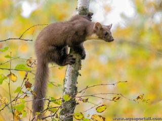 La martre Martes martes est un animal trs agile dans les arbres