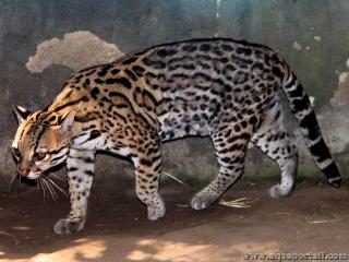 Ocelot (Leopardus pardalis) en milieu urbain