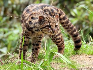 Oncille Leopardus tigrinus