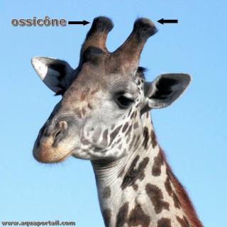 ossicne