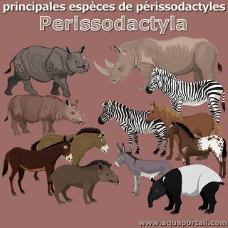 Schma des principales espces de l'ordre Perissodactyla, les prissodactyles