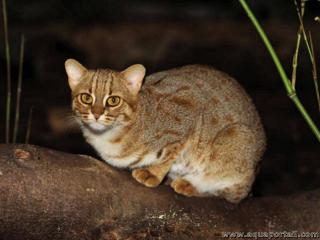 Le petit chat Prionailurus rubiginosus