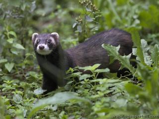 Le putois europen Mustela putorius