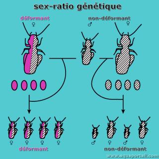 Sex-ratio gntique