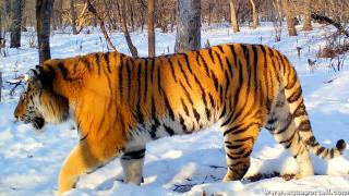 Tigre de Sibrie (Panthera tigris altaica)