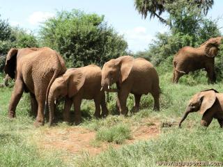 Une troupe d'lphants Loxodonta africana
