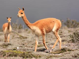 Une vigogne Vicugna vicugna dans son environnement naturel