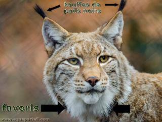 Face tte d'un Lynx d'Eurasie