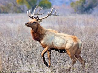 Mle wapiti Cervus canadensis