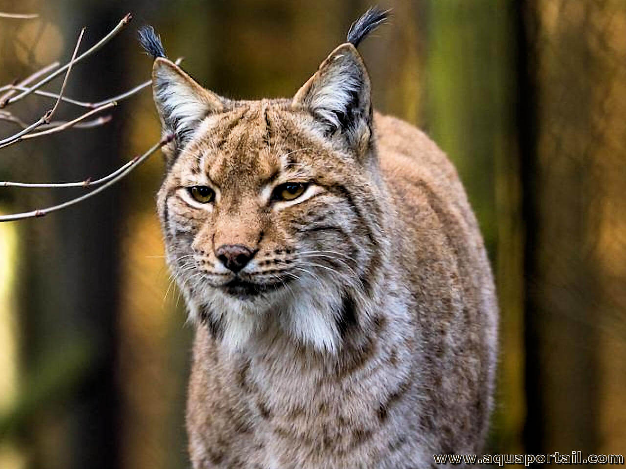 Lynx lynx (lynx boréal d'Eurasie)