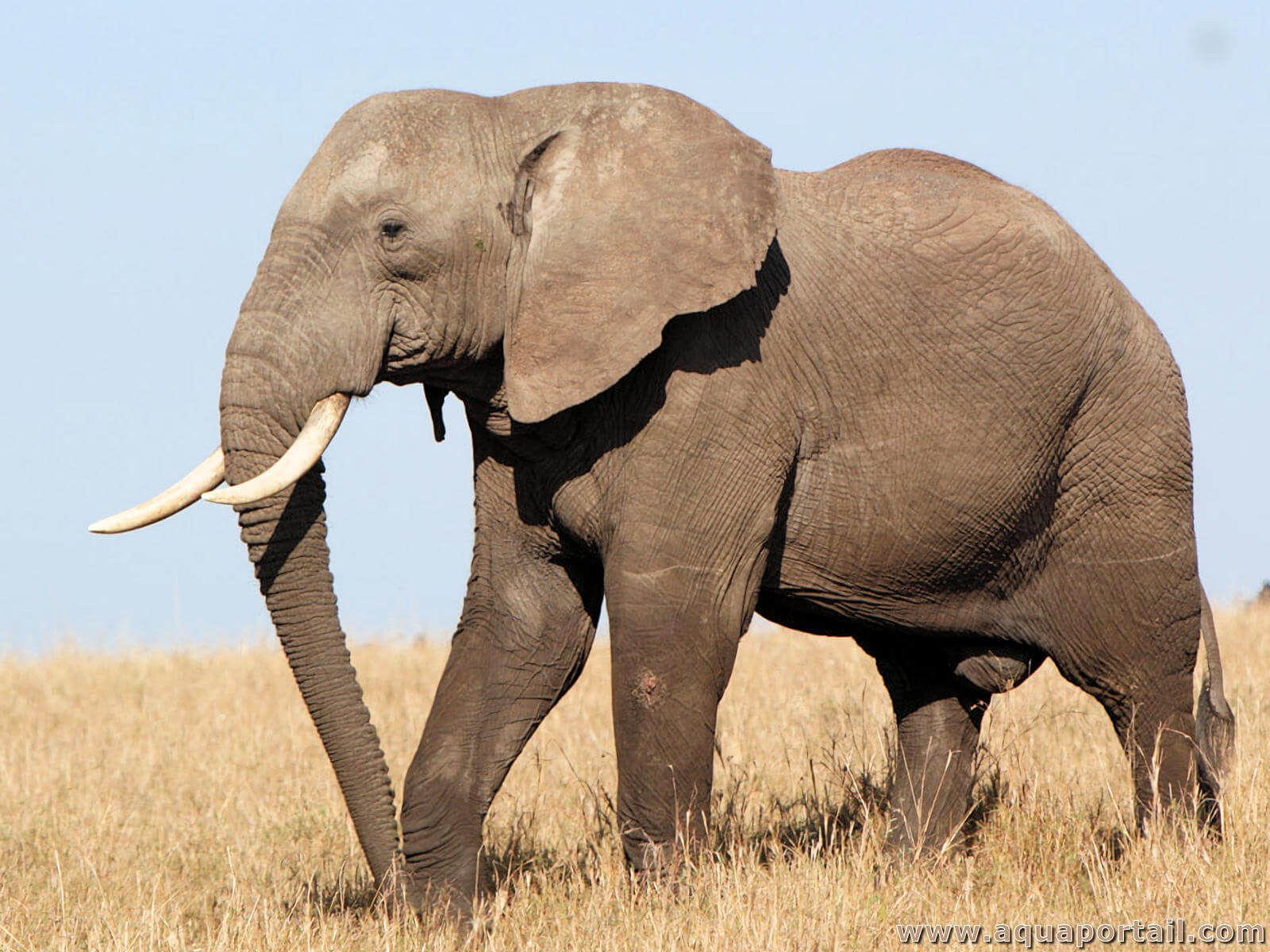 Loxodonta africana (éléphant de savane)