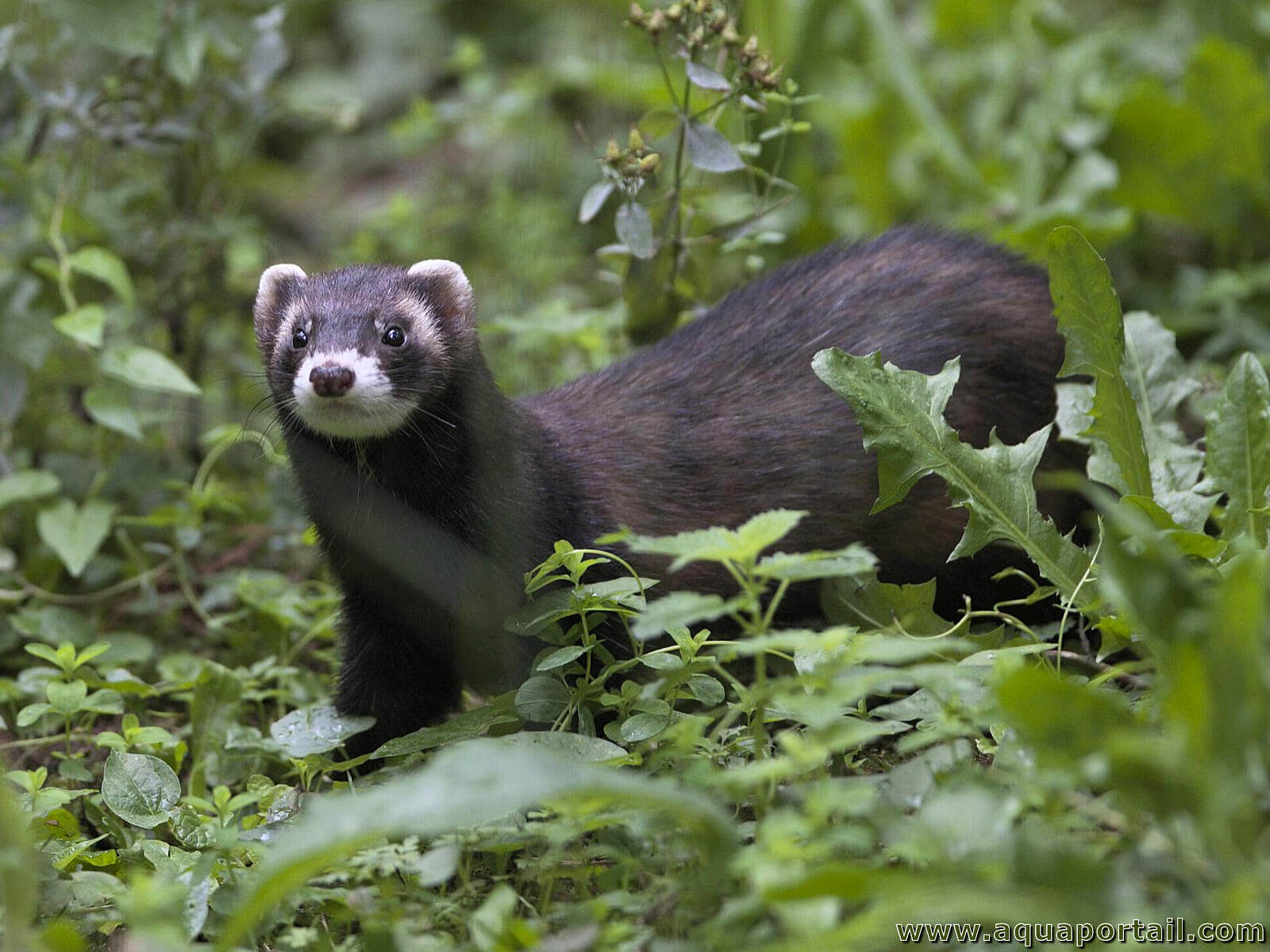 Le Putois Mustela Putorius