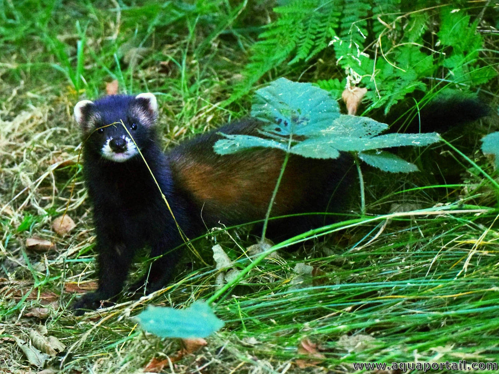 Le Putois Mustela Putorius